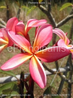 California-Sunset-Frangipani2