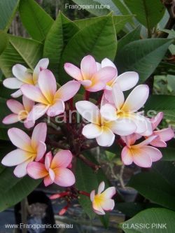 Classic-Pink-Frangipani