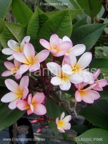 Classic-Pink-Frangipani