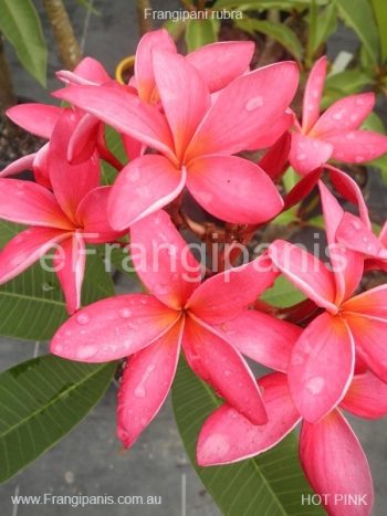 Hot-Pink-Frangipani-2