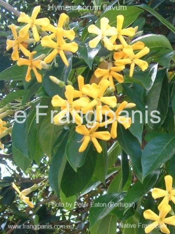 Hymensporum-flavum-gardening-in-Portugal-Peter-Eaton-1