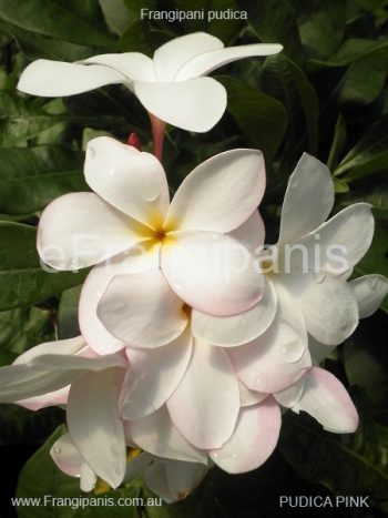 Pink-Pudica-Frangipani