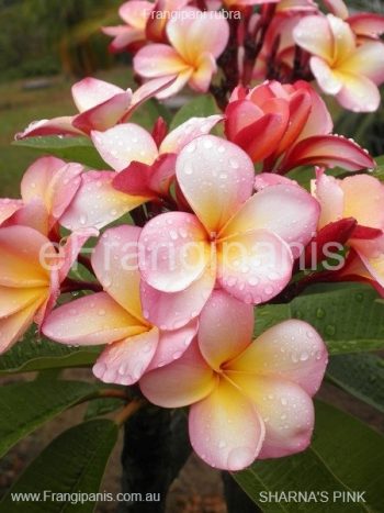 Sharnas-Pink-Frangipani-2