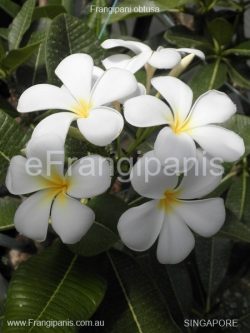 Singapore-Frangipani