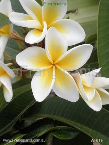 White-Frangipani