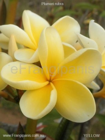 Yellow-Frangipani-2