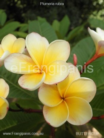 Buttercup-Frangipani-1