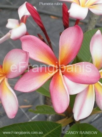 Candy-Rainbow-Frangipani-PR