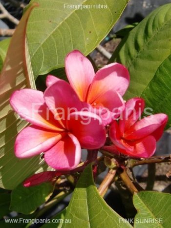 Pink-Sunrise-Frangipani