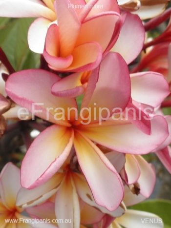 Venus-Frangipani-1