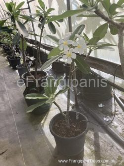 852-singapore-frangipani-22L-2cb-450x600