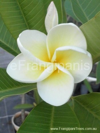 Cindy-Moragne-Frangipani-Flower